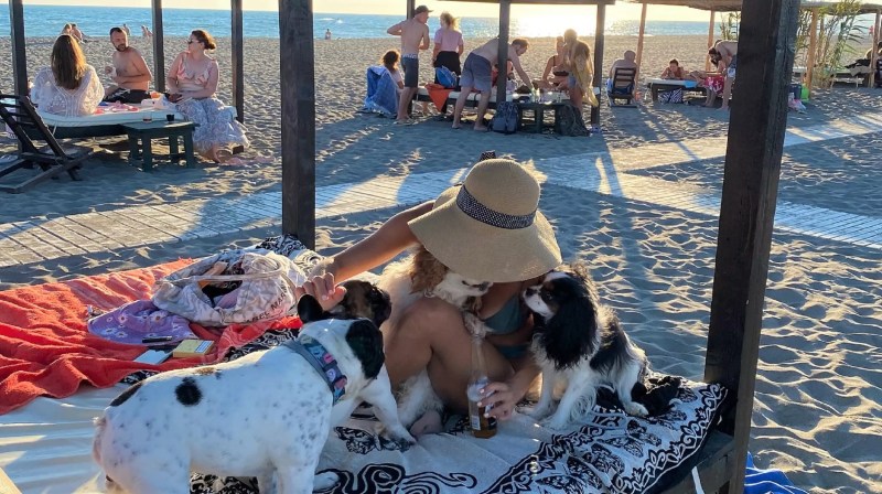 Beach Vacations With Dogs