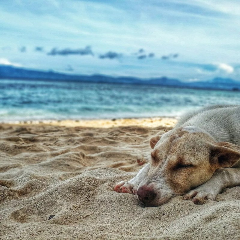 Beaches That Are Dog Friendly Near Me