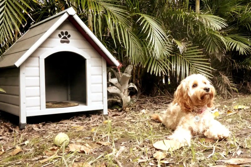 Best Dog Friendly Accommodation Nsw