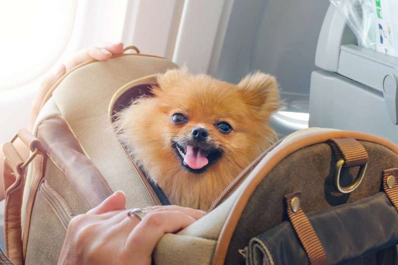 Best Dog Friendly Airlines