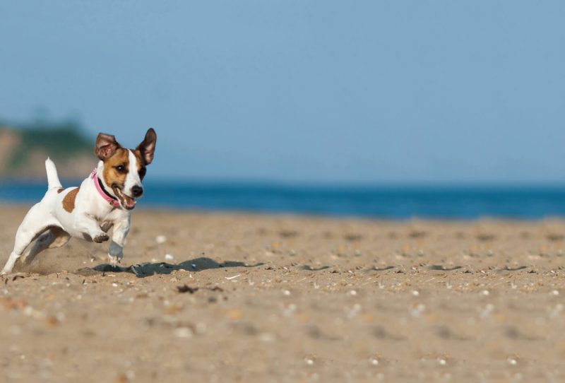 Best Dog Friendly Beaches Norfolk