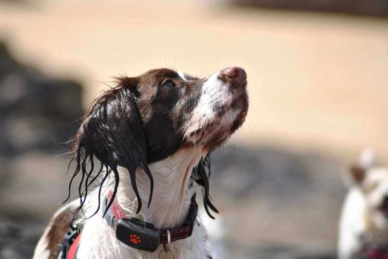 Best Dog Friendly Beaches On East Coast