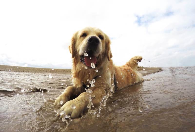 Best Dog Friendly Beaches South Coast