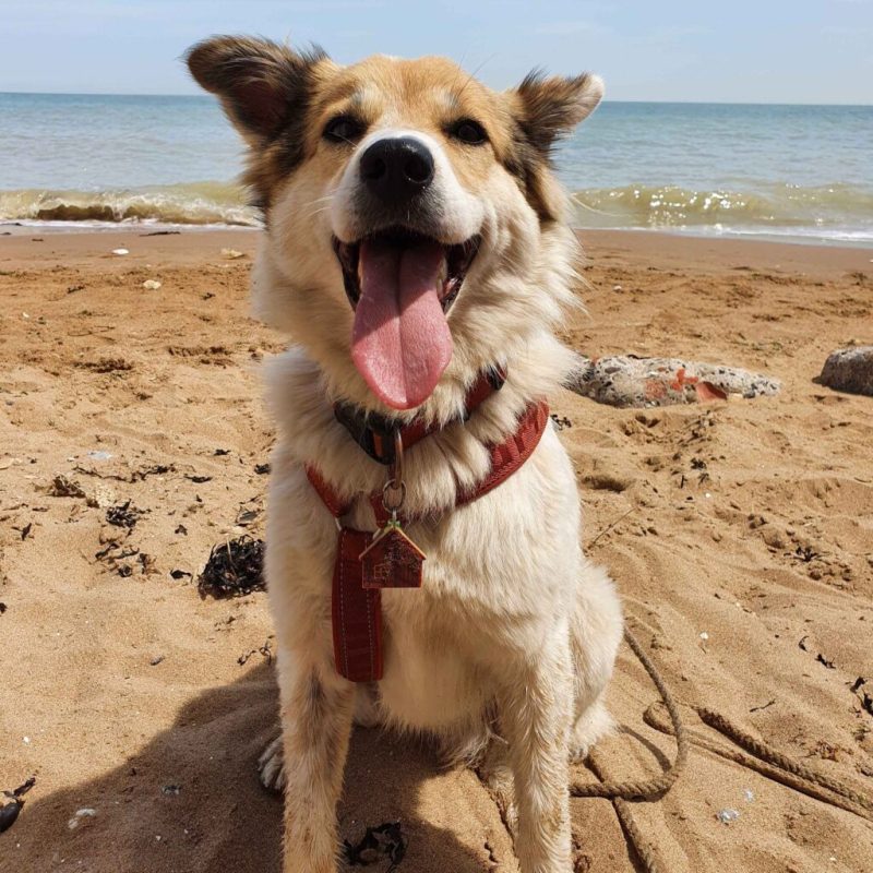 Best Dog Friendly Beaches