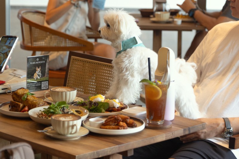 Best Dog Friendly Brunch Near Me