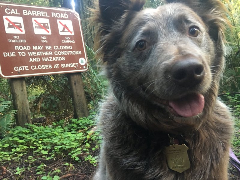 Best Dog Friendly Campgrounds