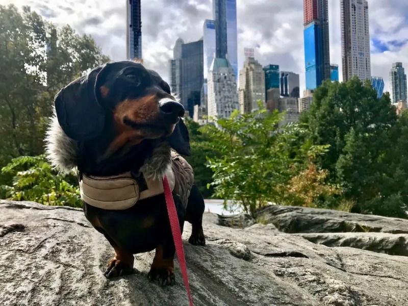 Best Dog Friendly Cities In Us