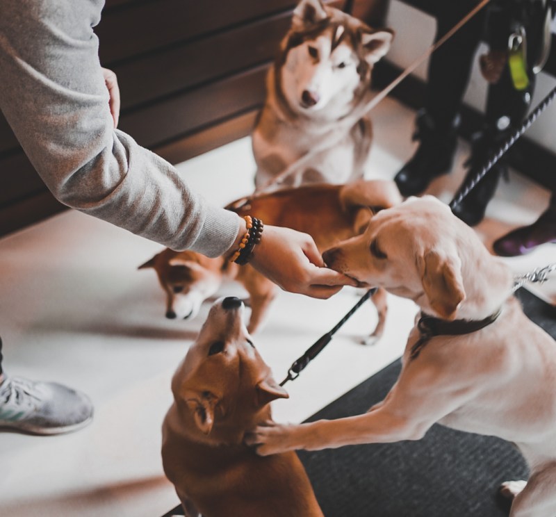 Best Dog Friendly Coffee Near Me