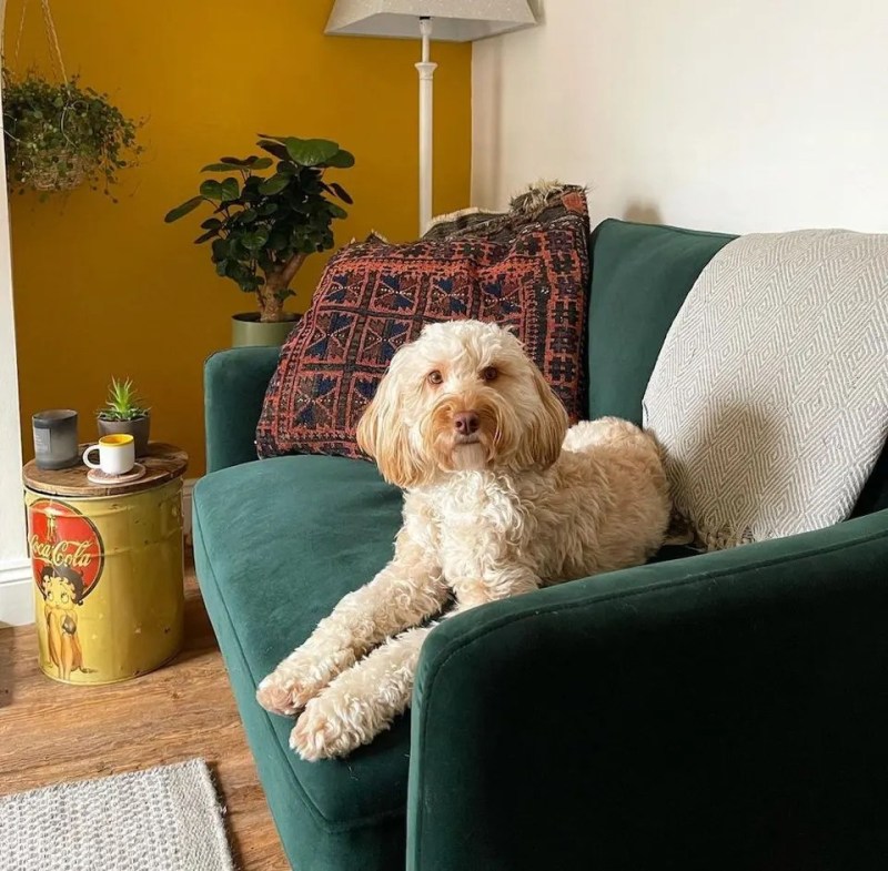 Best Dog Friendly Couches