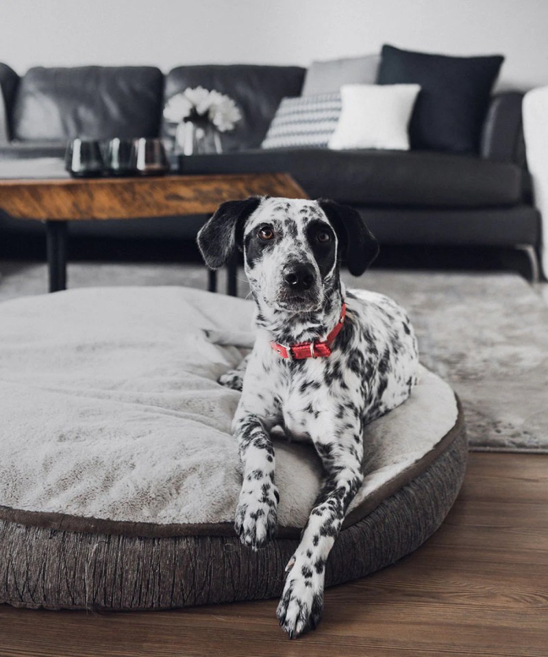 Best Dog Friendly Flooring