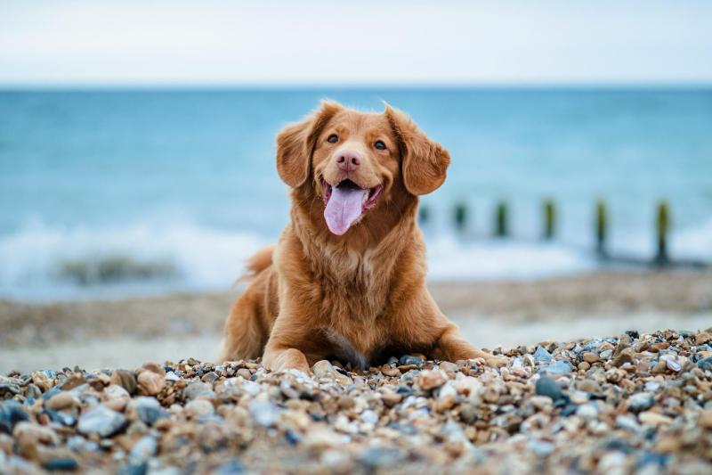 Best Dog Friendly Glamping Ireland