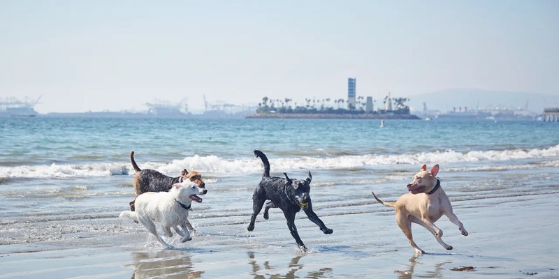 Best Dog Friendly Hikes Los Angeles