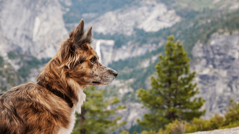 Best Dog Friendly Hikes Near Moab