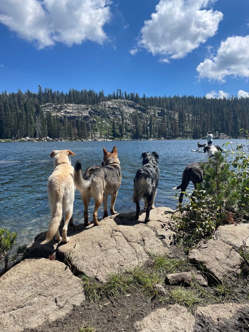 Best Dog Friendly Hikes