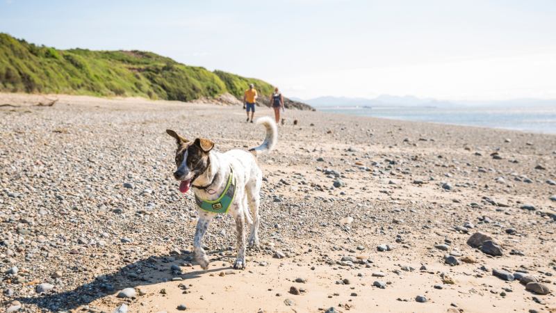 Best Dog Friendly Holidays Wales