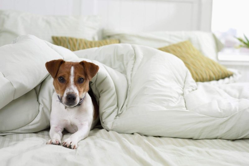 Best Dog Friendly Hotels