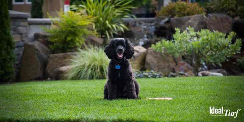 Best Dog Friendly Landscaping