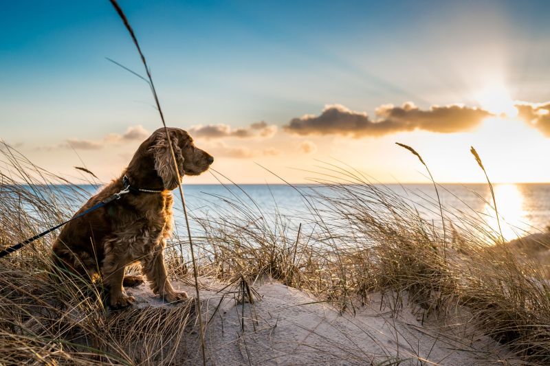 Best Dog Friendly Locations Uk