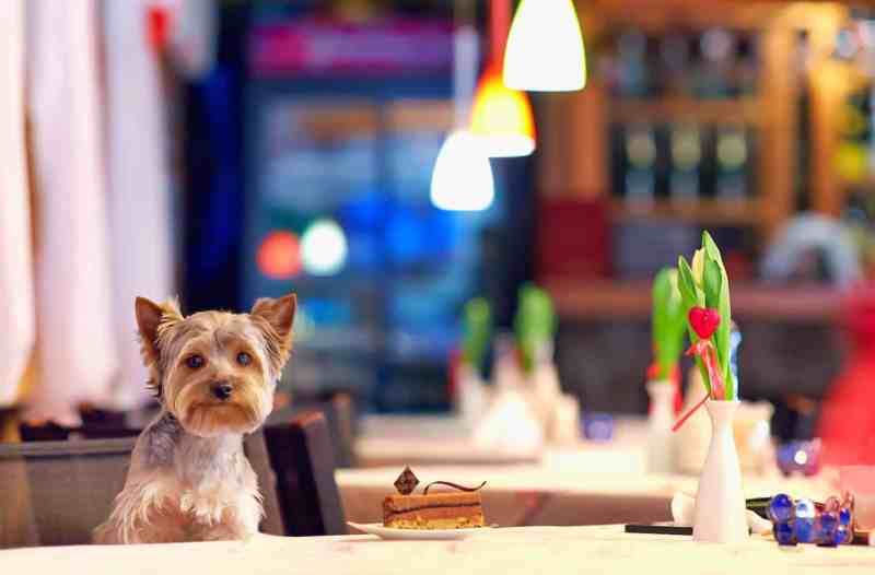 Best Dog Friendly London Restaurants