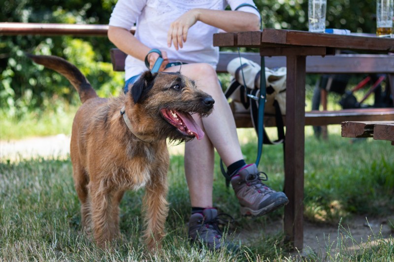 Best Dog Friendly Pubs Keswick