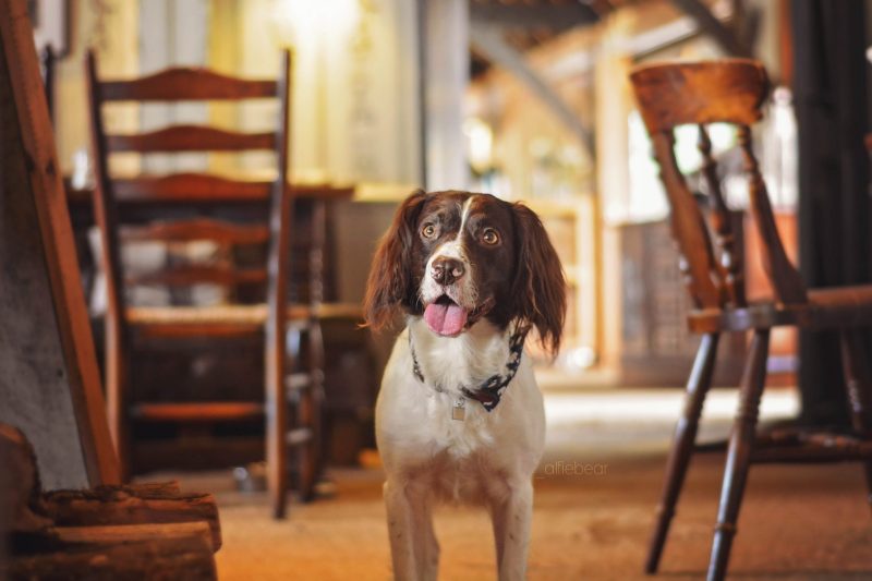 Best Dog Friendly Pubs London