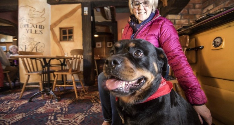 Best Dog Friendly Pubs Near Me For Lunch