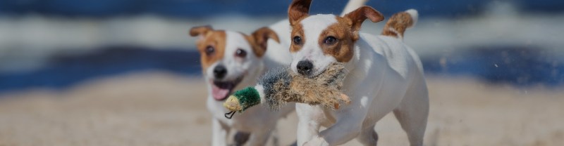 Best Dog Friendly Resorts Uk