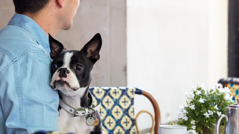 Best Dog Friendly Restaurants London