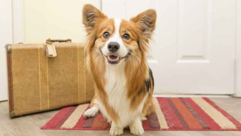 Best Dog Friendly Staycations Uk