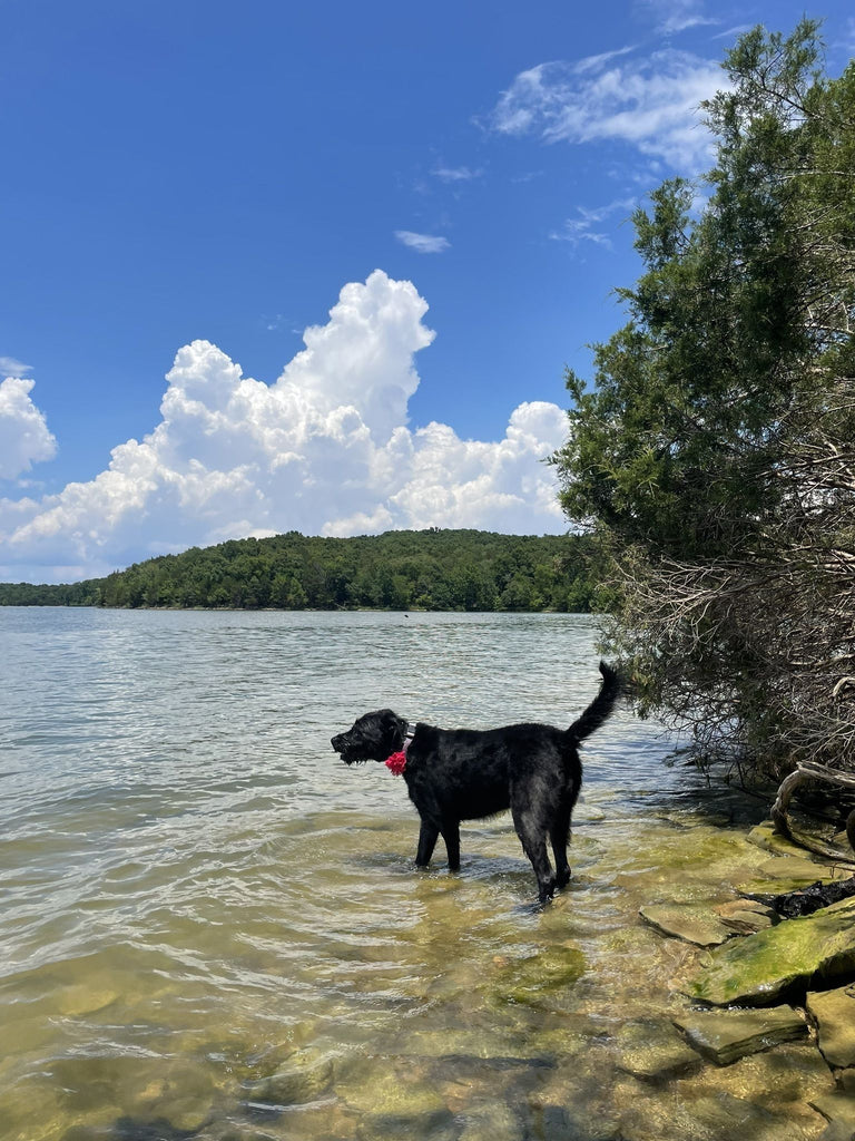 Best Dog Friendly Trails