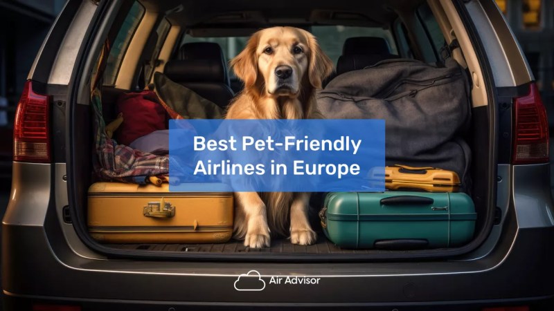 Best Dog Friendly Travel Destinations