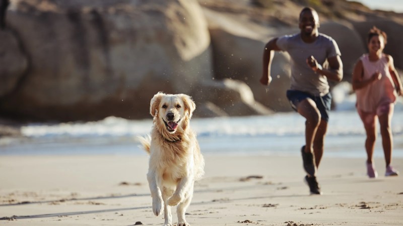 Best Dog Friendly Vacation Destinations