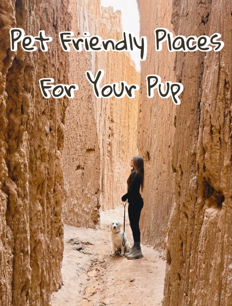 Best Dog Friendly Vacations In Midwest