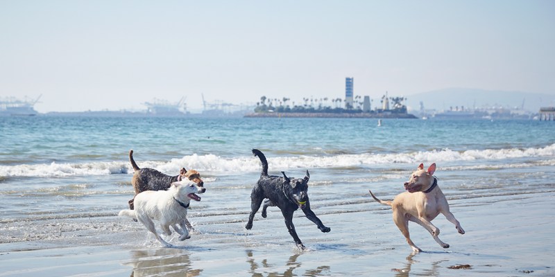 Best Dog Friendly Vacations In Us