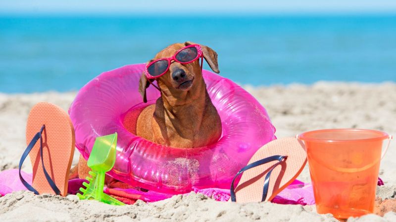 Best Dog Friendly Vacations Texas