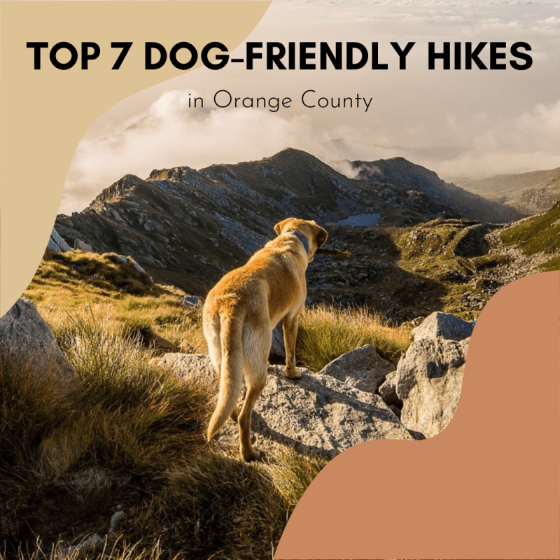 Best Dog Friendly Weekend Getaways California