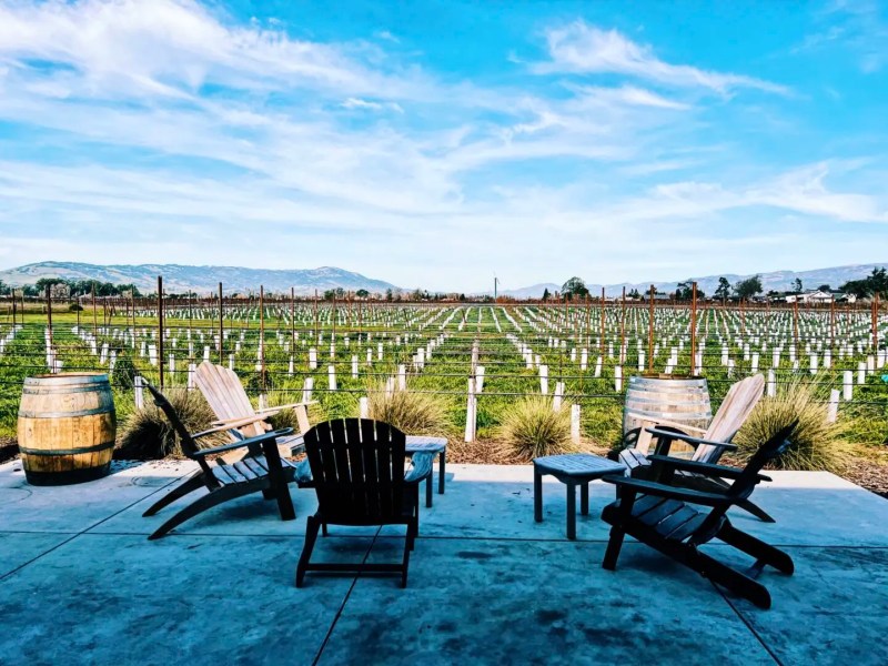 Best Dog Friendly Wineries Sonoma