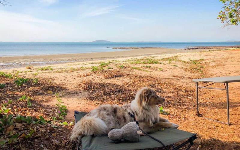 Best Dog Vacations On East Coast