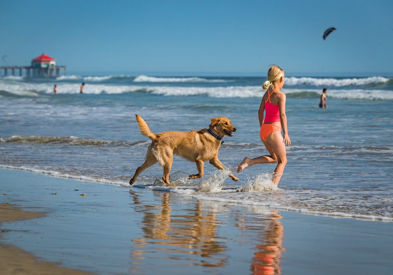 Best Family Vacations With Dogs