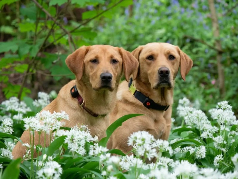 Best Friendly Dog For Family