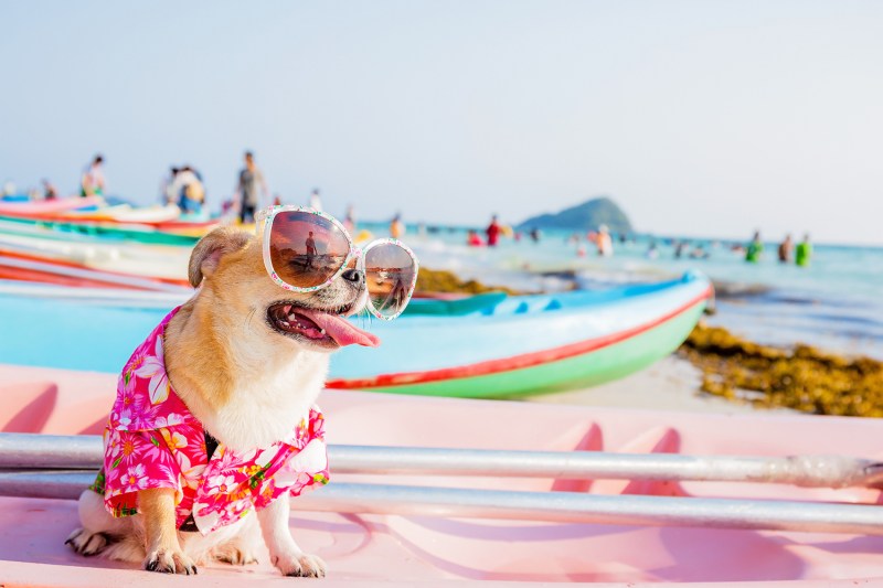 Best Pet Friendly Beaches On East Coast