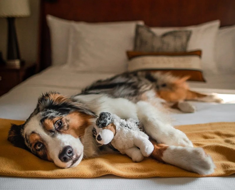 Best Pet Friendly Hotels East Coast