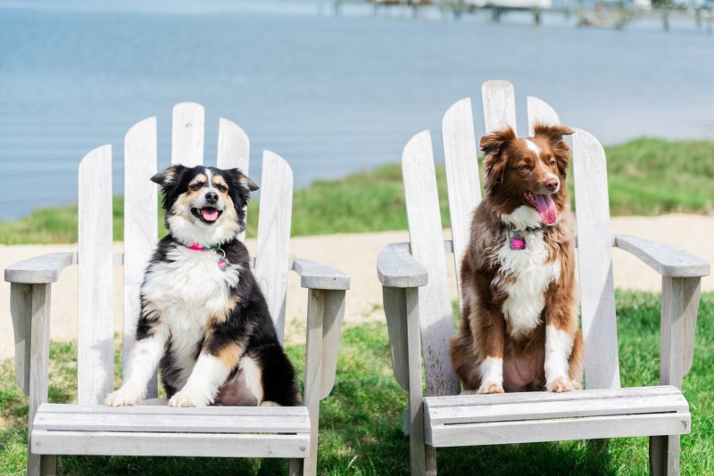 Best Pet Friendly Resorts Virginia