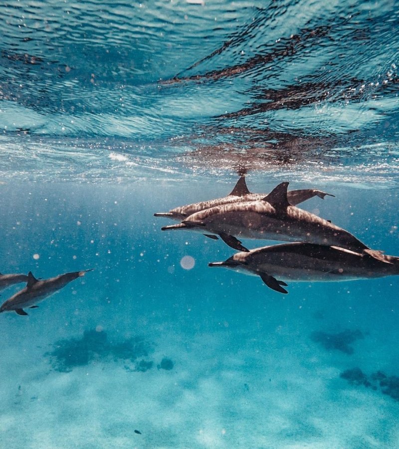 Boat Trips To See Dolphins Near Me