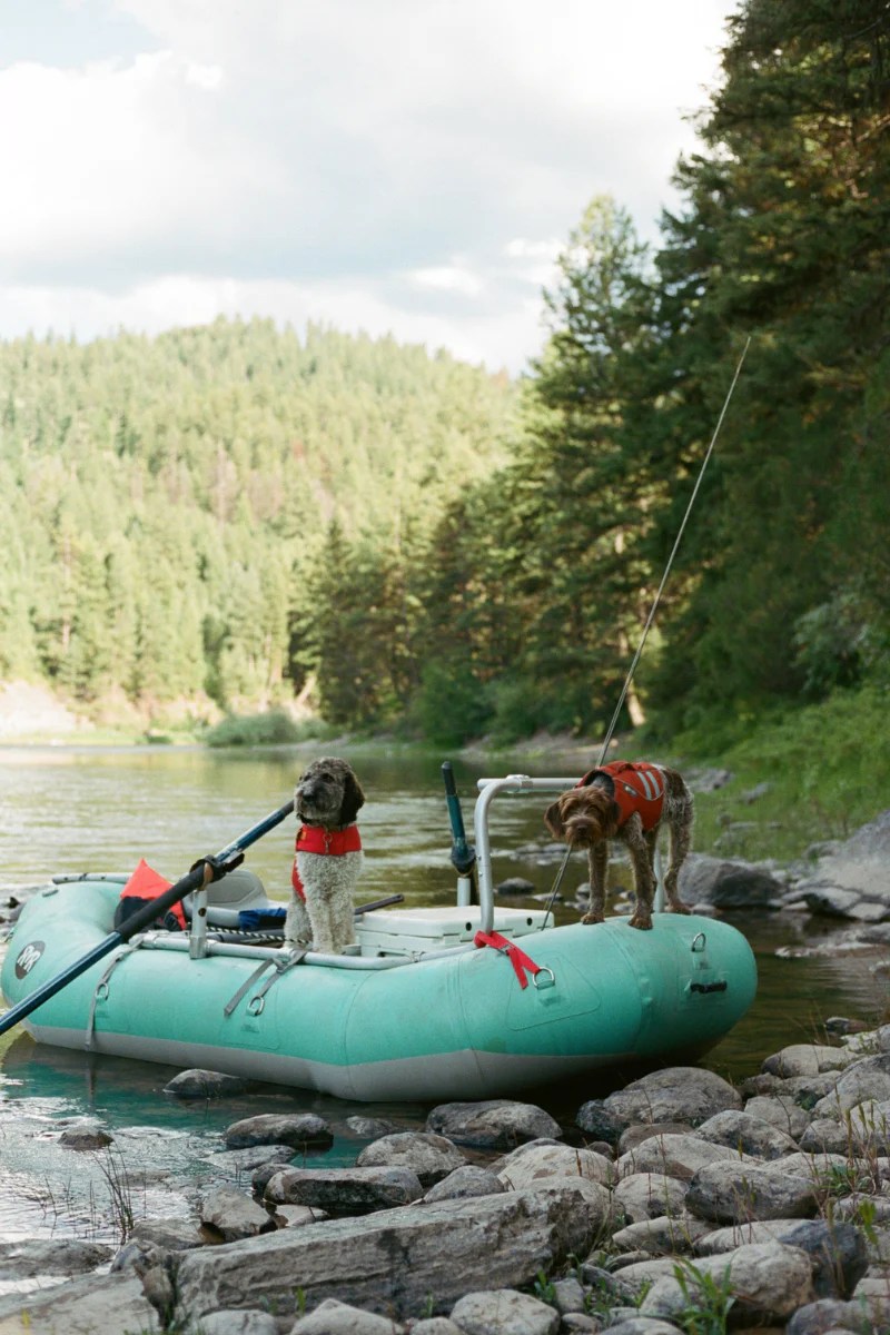 Boat Trips With Dogs Near Me