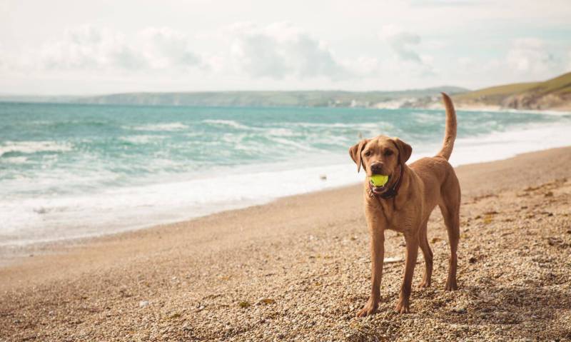 Dog Friendly Beaches Near Me In Summer