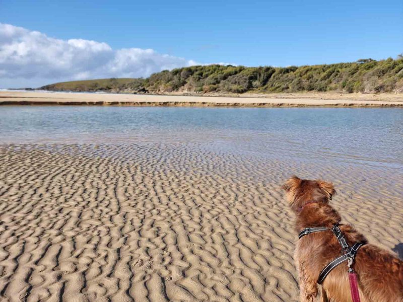 Dog Friendly Beaches On The East Coast