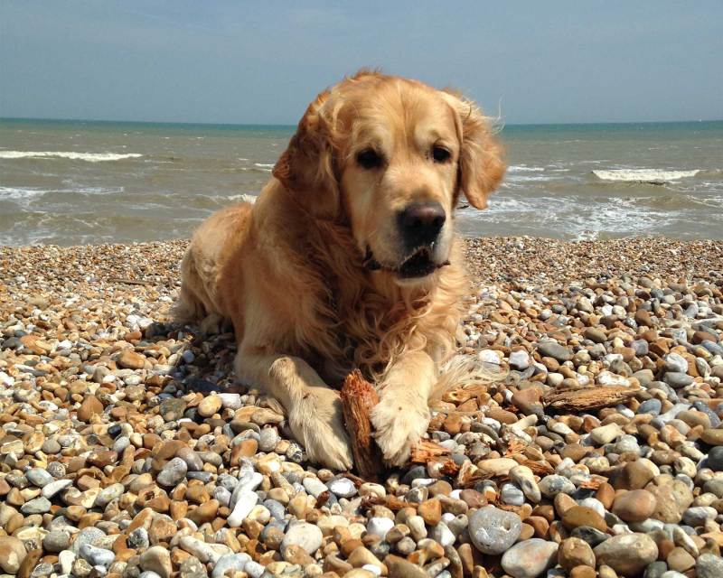 Dog Friendly Holidays East Sussex