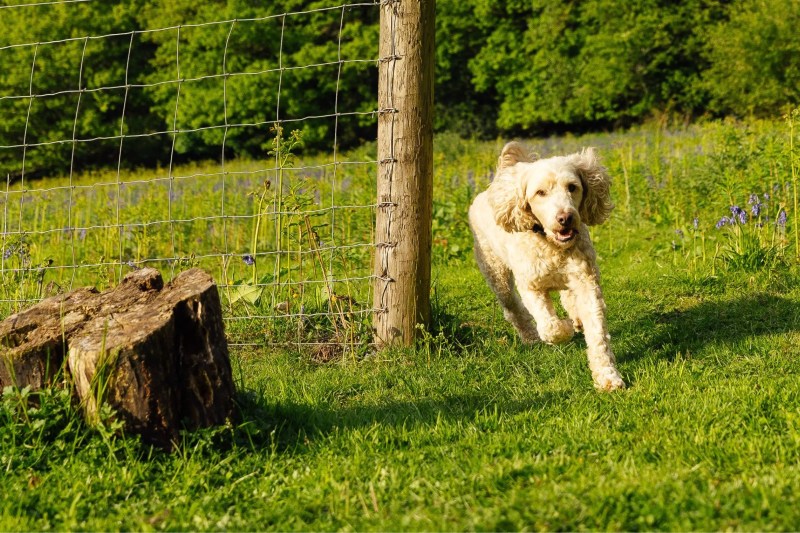 Dog Friendly Holidays Enclosed Garden