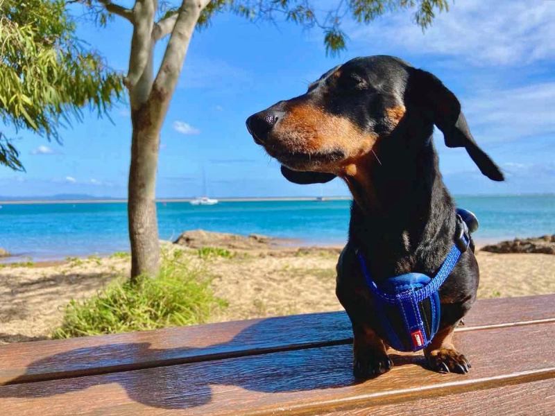 Dog Friendly Holidays Queensland